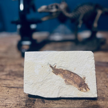 Real Knightia Fossil Fish | Display Piece